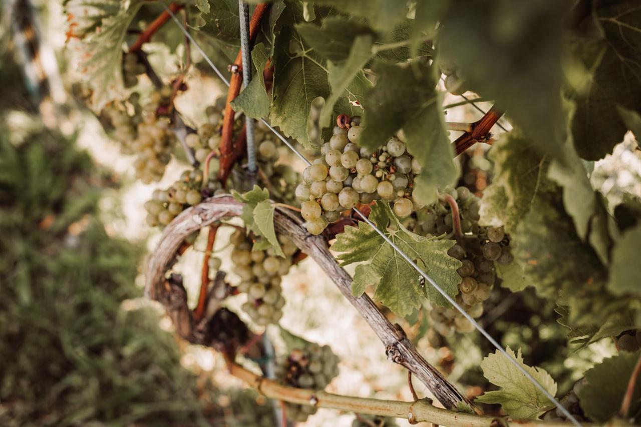 فيلا Weingut Kollerhof Am Eichberg ليوتسشاخ المظهر الخارجي الصورة
