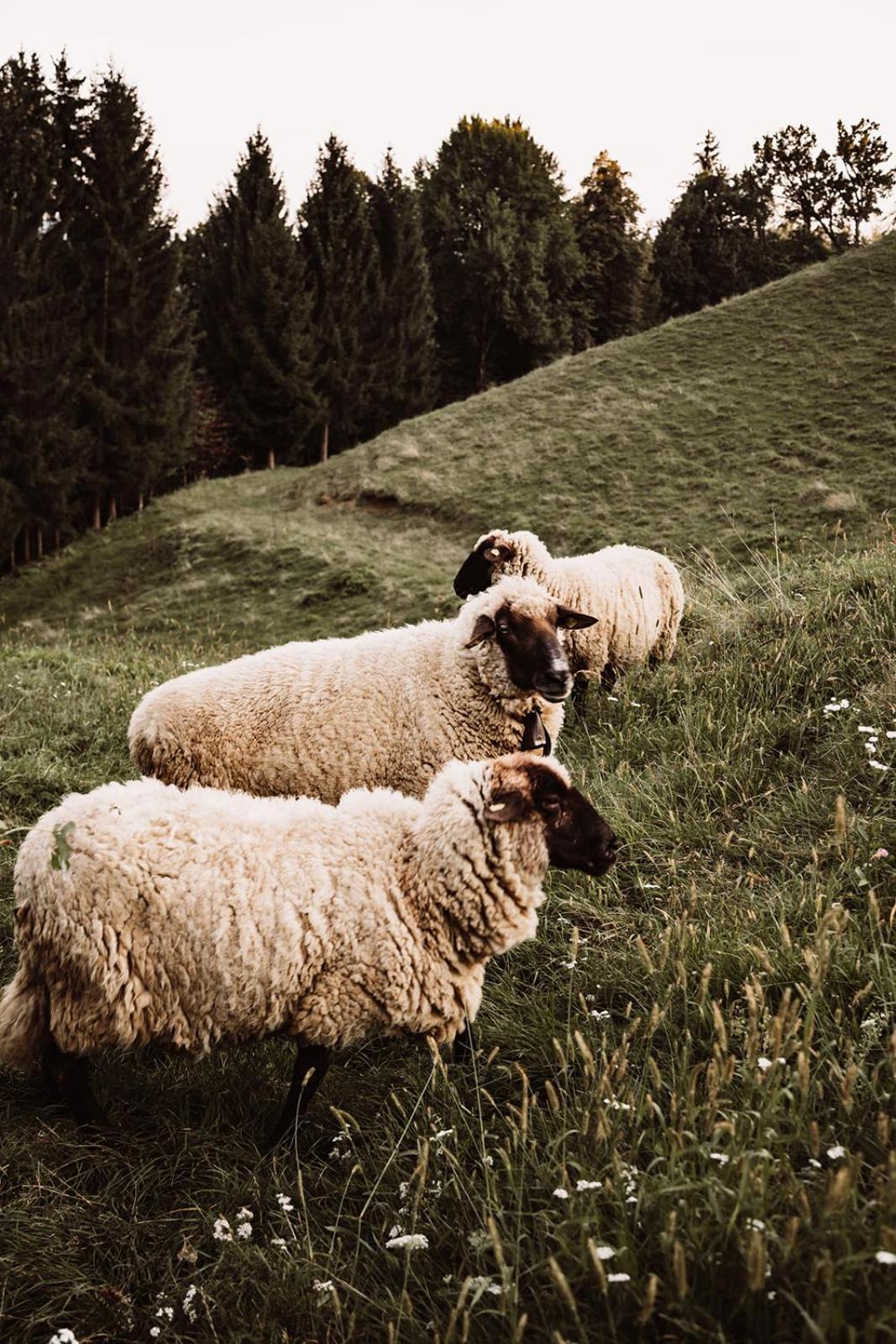 فيلا Weingut Kollerhof Am Eichberg ليوتسشاخ المظهر الخارجي الصورة