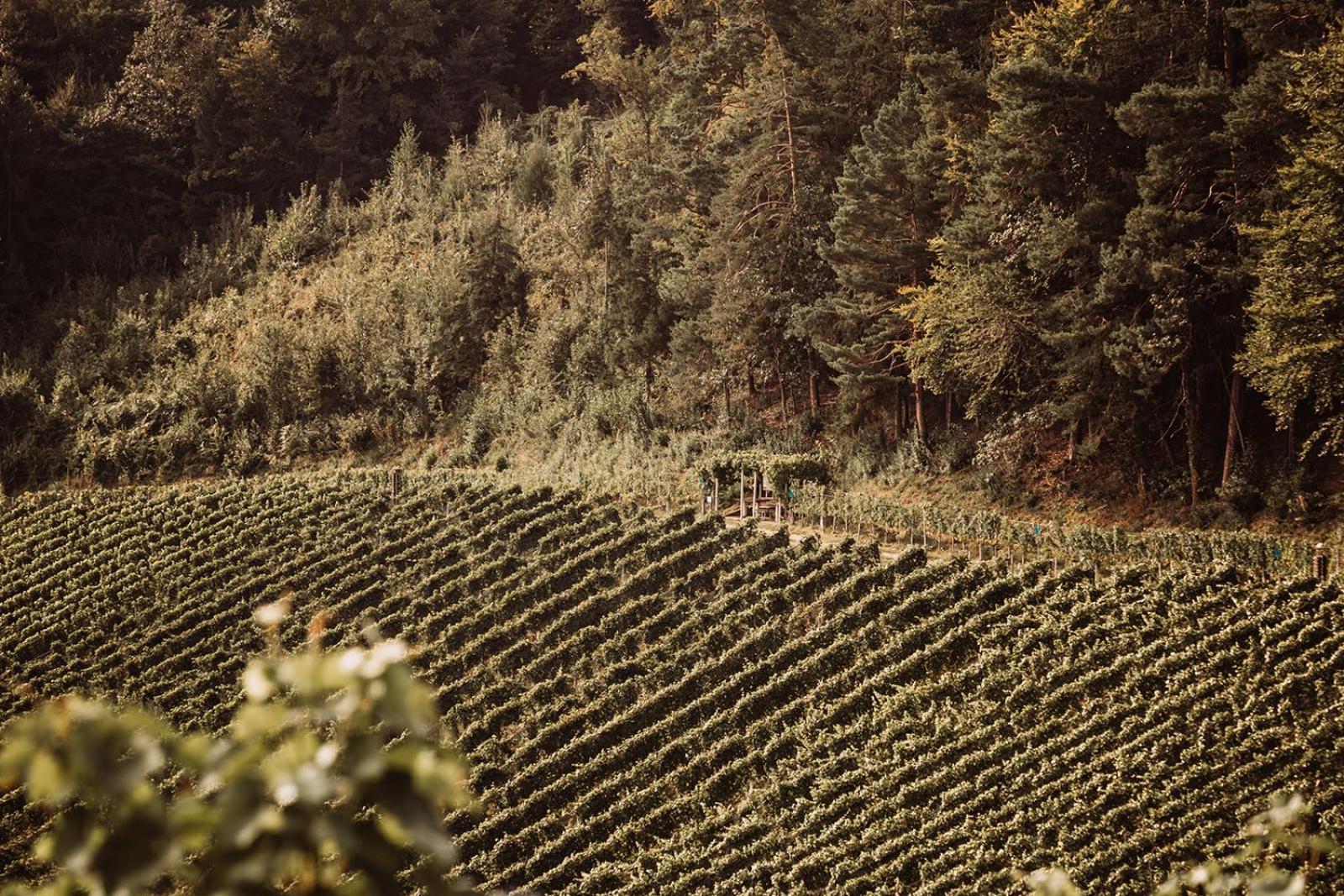فيلا Weingut Kollerhof Am Eichberg ليوتسشاخ المظهر الخارجي الصورة